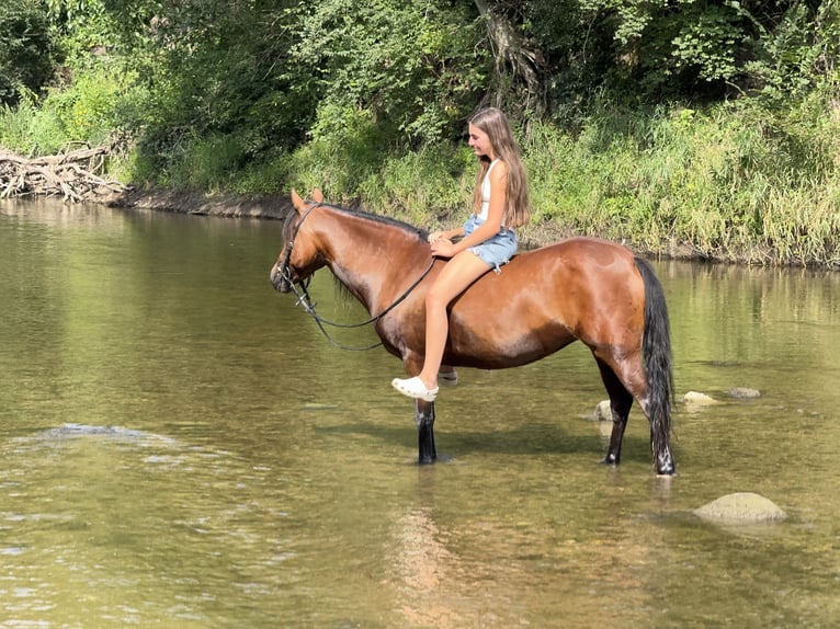 Welsh A (Mountainponny) Blandning Sto 8 år 140 cm Brun in Cambridge, IA