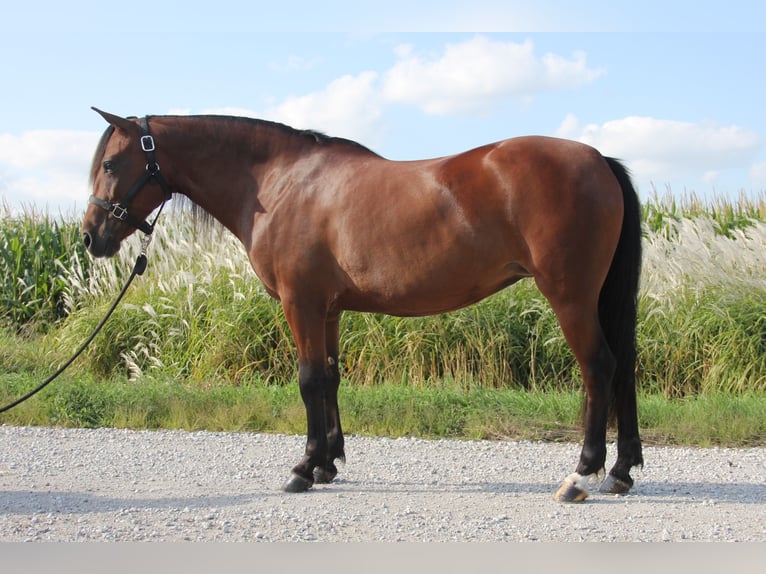 Welsh A (Mountainponny) Blandning Sto 8 år 140 cm Brun in Cambridge, IA