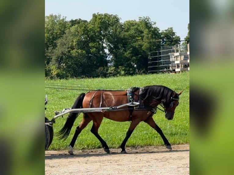 Welsh A (Mountainponny) Blandning Sto 8 år 140 cm Brun in Cambridge, IA