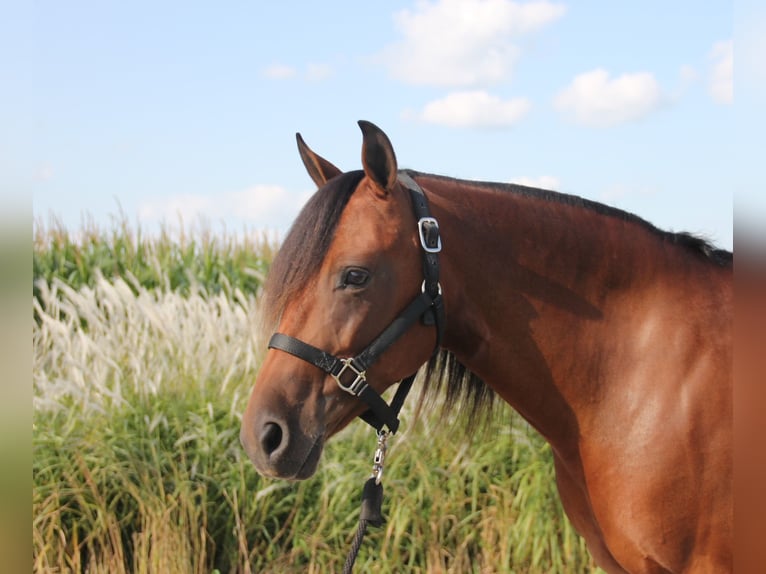 Welsh A (Mountainponny) Blandning Sto 8 år 140 cm Brun in Cambridge, IA