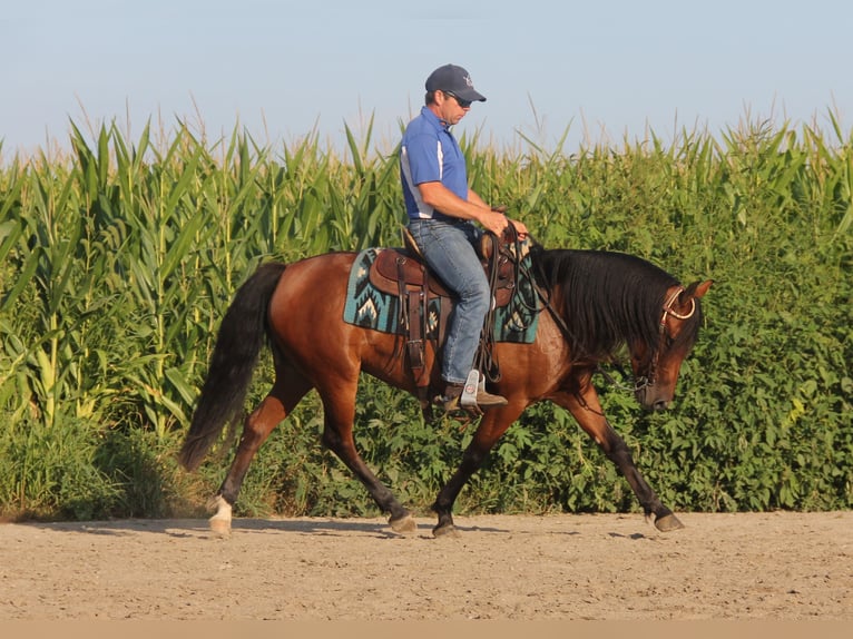 Welsh A (Mountainponny) Blandning Sto 8 år 140 cm Brun in Cambridge, IA