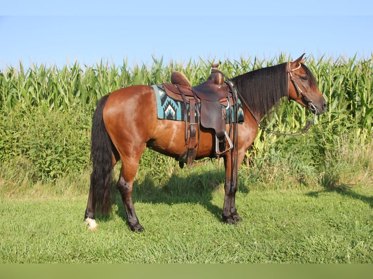 Welsh A (Mountainponny) Blandning Sto 8 år 140 cm Brun in Cambridge, IA