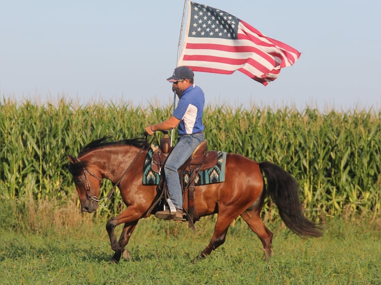 Welsh A (Mountainponny) Blandning Sto 8 år 140 cm Brun in Cambridge, IA