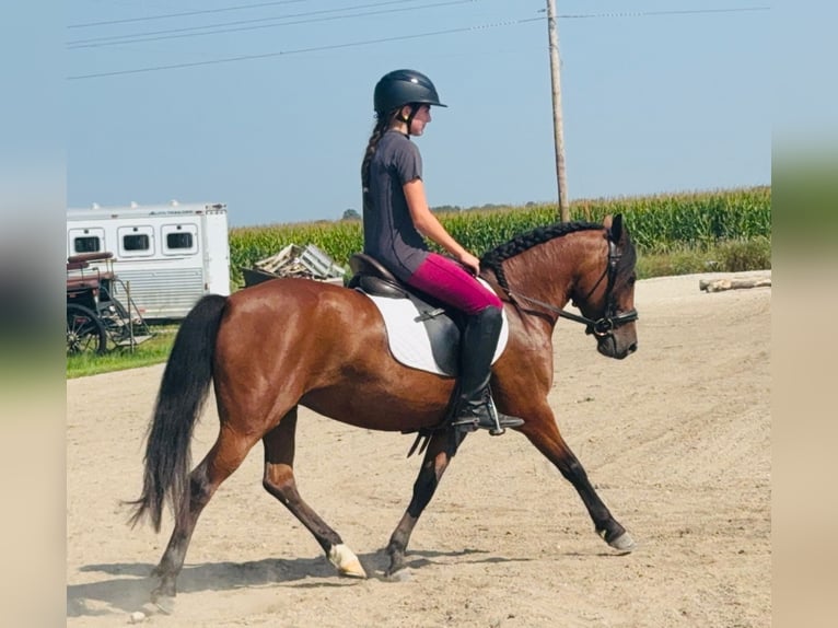 Welsh A (Mountainponny) Blandning Sto 8 år 140 cm Brun in Cambridge, IA