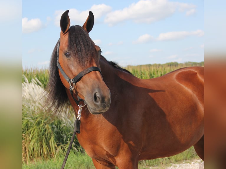 Welsh A (Mountainponny) Blandning Sto 8 år 140 cm Brun in Cambridge, IA