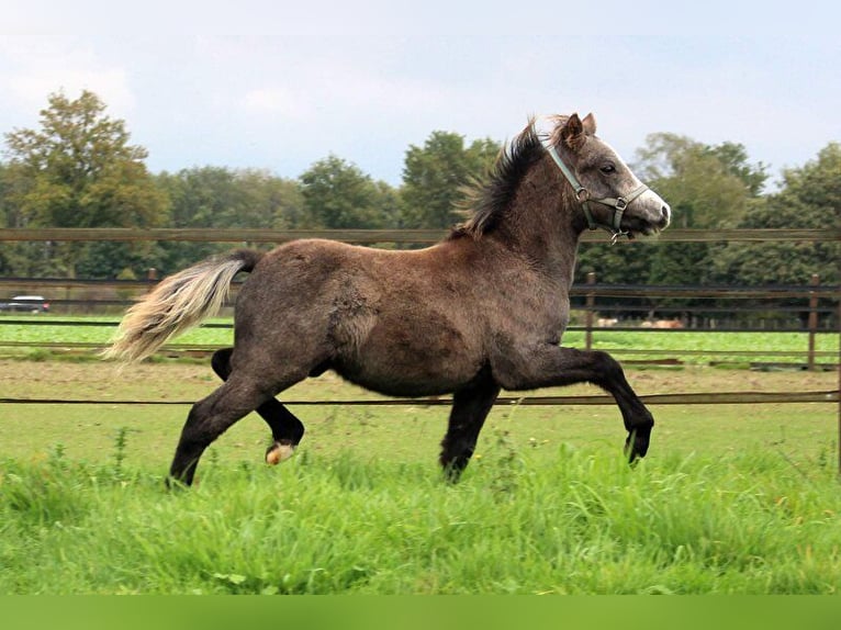 Welsh A (Mountainponny) Sto 9 år 120 cm Grå in Kessel