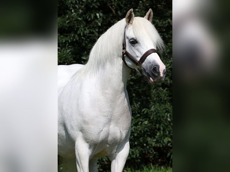 Welsh A (Mountainponny) Sto 9 år 120 cm Grå in Kessel