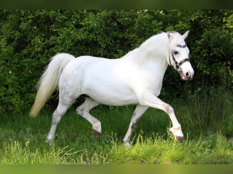 Welsh A (Mountainponny) Sto 9 år 120 cm Grå in Kessel