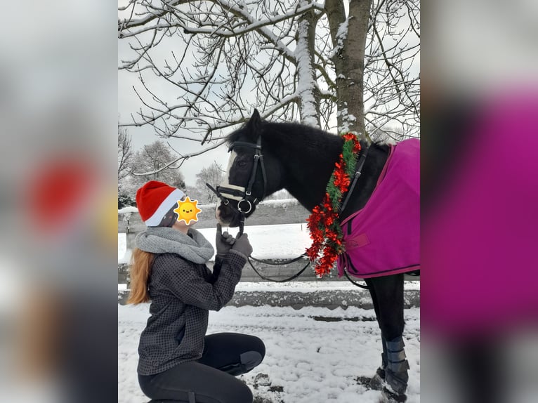 Welsh A (Mountainponny) Blandning Valack 11 år 123 cm Svart in Karlsfeld