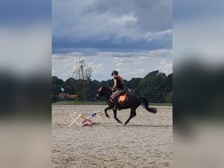 Welsh A (Mountainponny) Blandning Valack 11 år 123 cm Svart in Karlsfeld