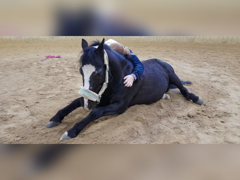 Welsh A (Mountainponny) Blandning Valack 11 år 123 cm Svart in Karlsfeld