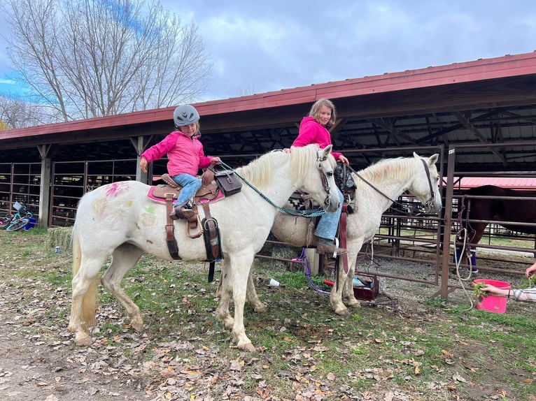 Welsh A (Mountainponny) Valack 12 år 132 cm Grå in Woodstock IL