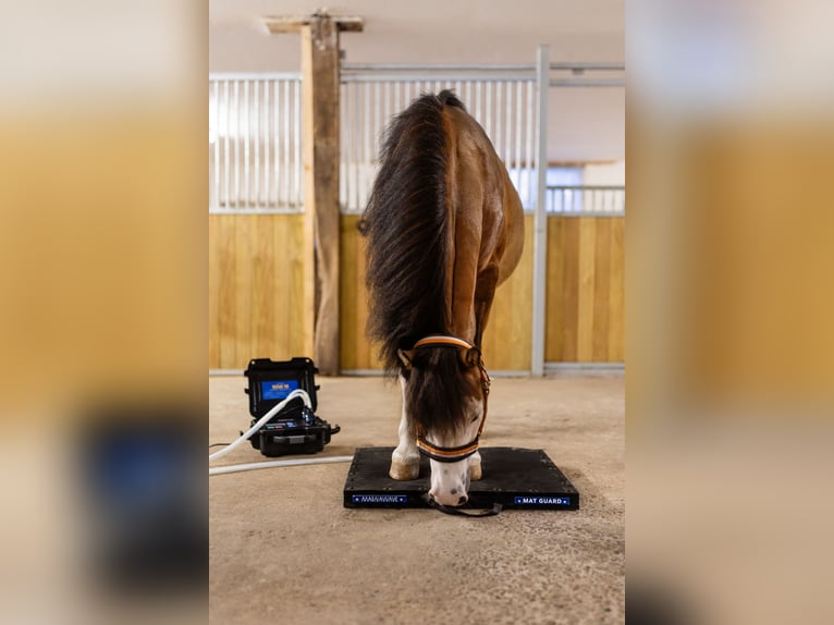 Welsh A (Mountainponny) Valack 13 år 123 cm Brun in Leutershausen