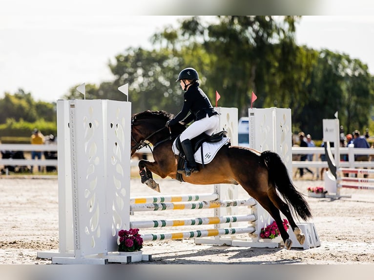 Welsh A (Mountainponny) Valack 14 år 129 cm Brun in Ptakowice