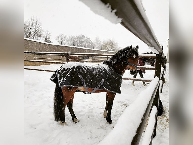 Welsh A (Mountainponny) Valack 14 år 129 cm Brun in Ptakowice