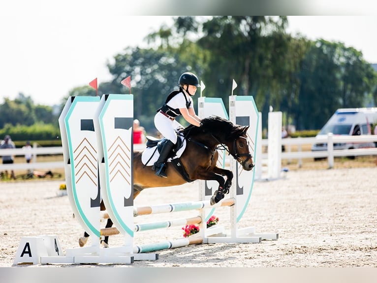 Welsh A (Mountainponny) Valack 14 år 129 cm Brun in Ptakowice