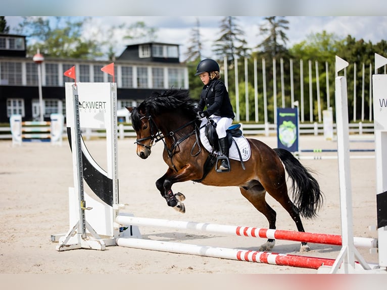 Welsh A (Mountainponny) Valack 14 år 129 cm Brun in Ptakowice