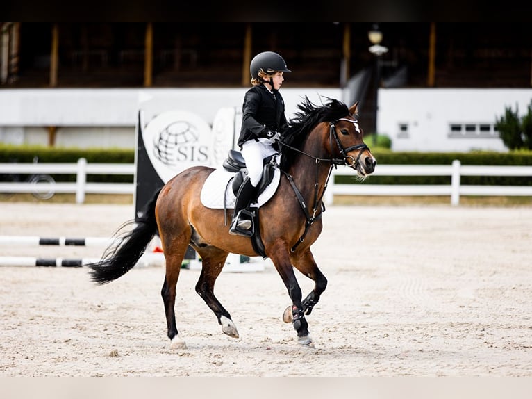 Welsh A (Mountainponny) Valack 14 år 129 cm Brun in Ptakowice