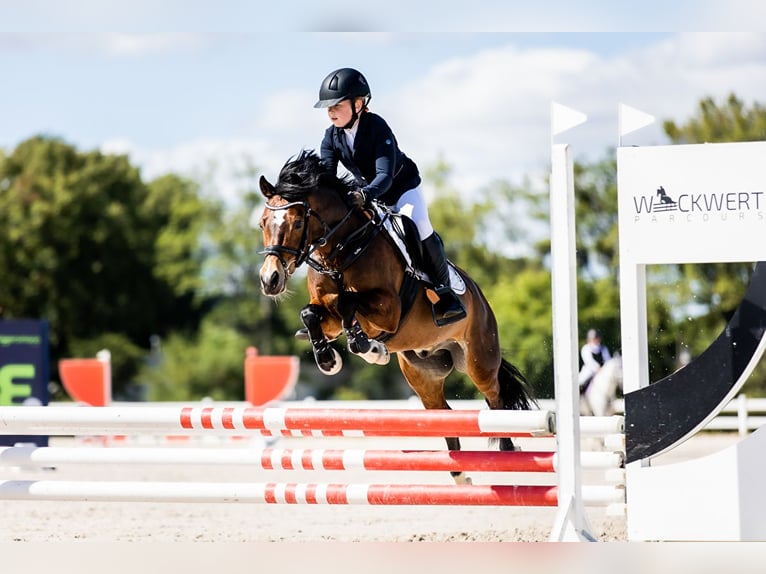 Welsh A (Mountainponny) Valack 14 år 129 cm Brun in Ptakowice