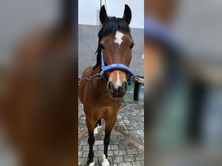 Welsh A (Mountainponny) Valack 14 år 129 cm Brun in Ptakowice