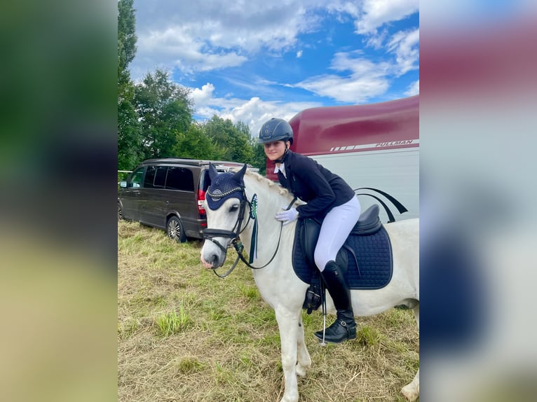 Welsh A (Mountainponny) Valack 15 år 124 cm Grå in Ladenburg