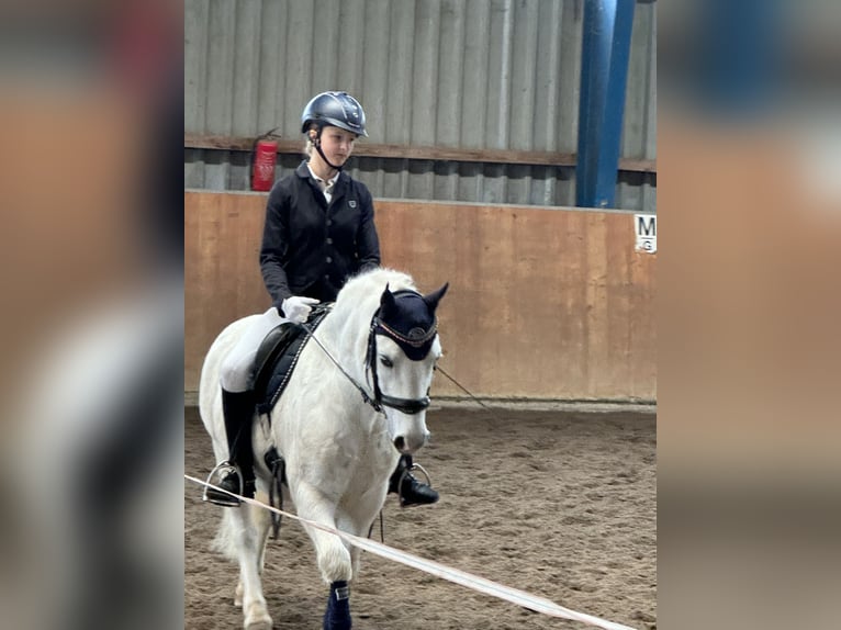 Welsh A (Mountainponny) Valack 15 år 124 cm Grå in Ladenburg