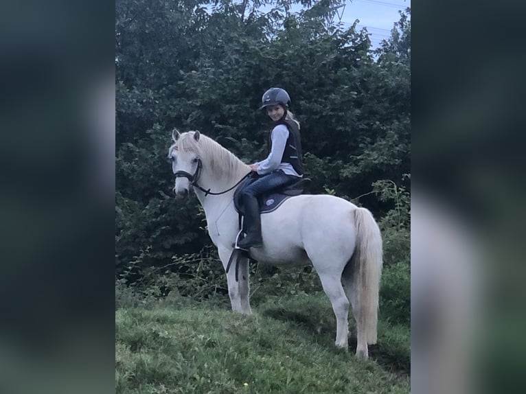 Welsh A (Mountainponny) Valack 15 år 124 cm Grå in Ladenburg