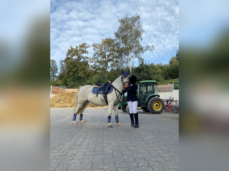 Welsh A (Mountainponny) Valack 17 år 127 cm Grå in Bendorf