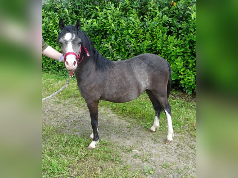 Welsh A (Mountainponny) Valack 1 år 110 cm Black in Paliseul