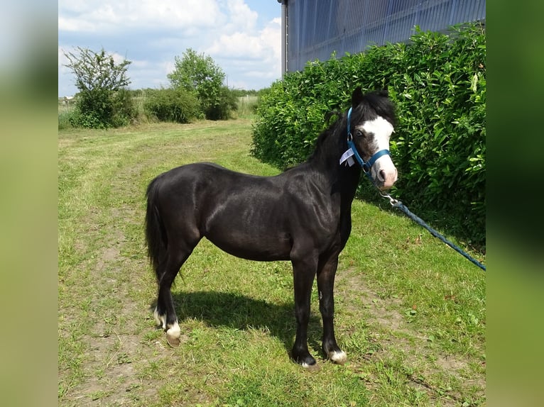 Welsh A (Mountainponny) Valack 1 år 110 cm Black in Paliseul