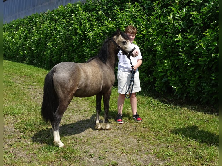 Welsh A (Mountainponny) Valack 1 år 110 cm Black in Paliseul