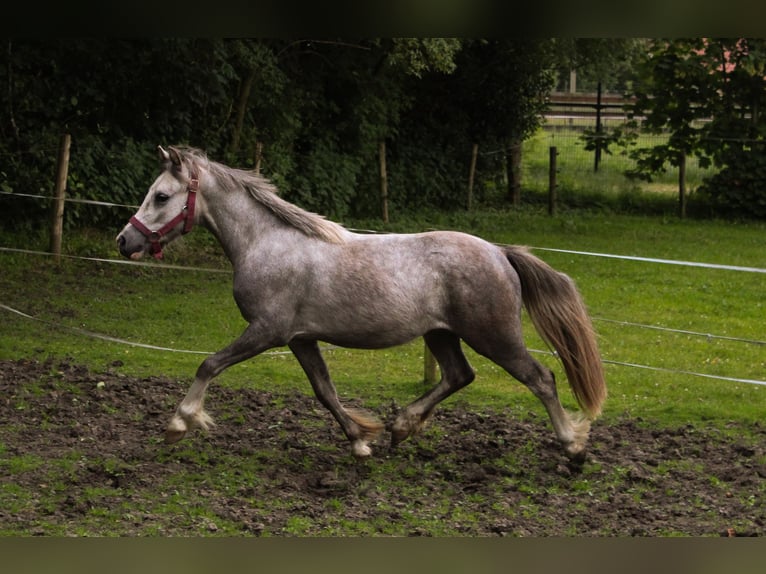 Welsh A (Mountainponny) Valack 2 år 110 cm Grå-blå-brun in Boxtel