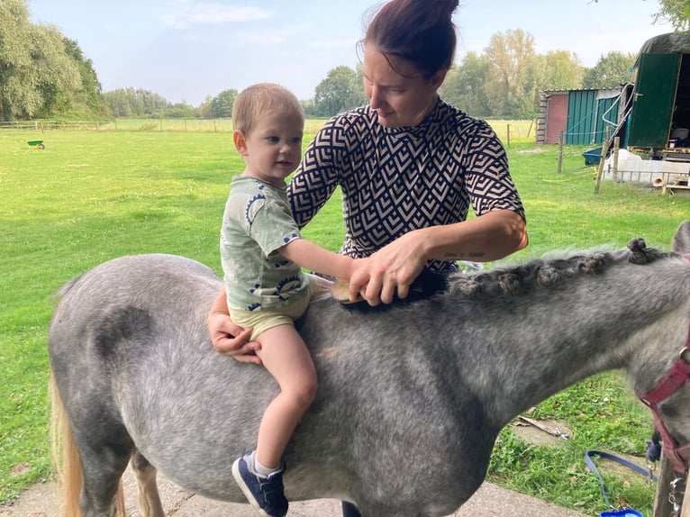 Welsh A (Mountainponny) Valack 2 år 110 cm Grå-blå-brun in Boxtel