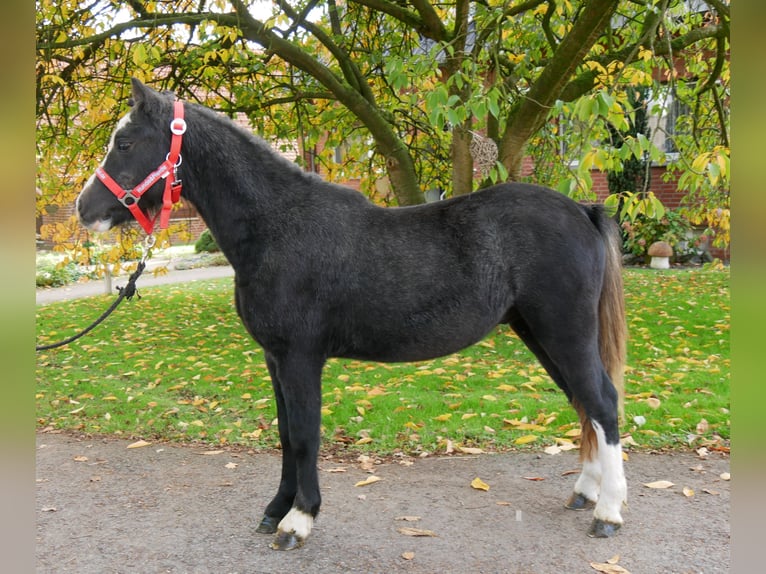 Welsh A (Mountainponny) Valack 2 år 112 cm in Dorsten