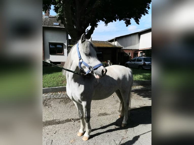 Welsh A (Mountainponny) Valack 3 år 124 cm Grå in Vienenburg