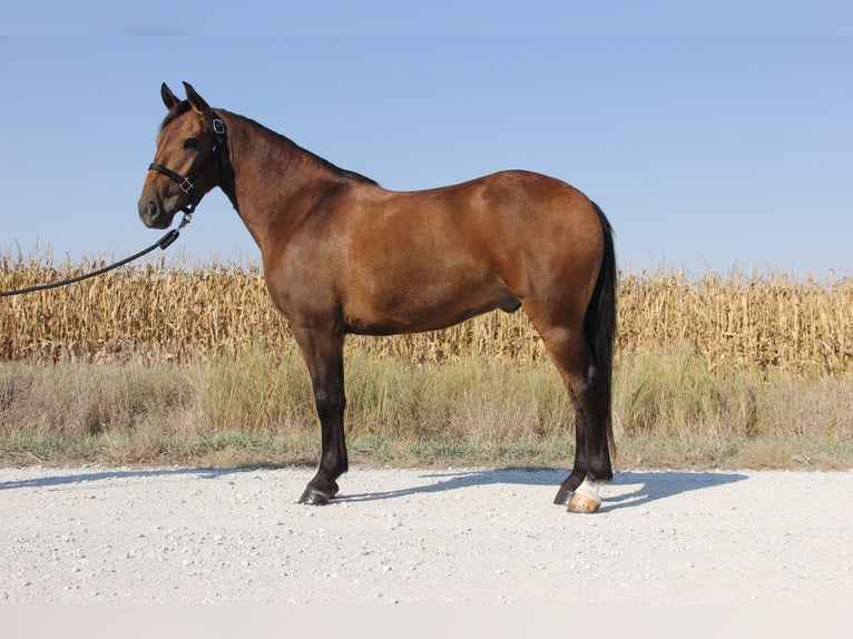 Welsh A (Mountainponny) Blandning Valack 4 år 140 cm Brun in Ames, IA