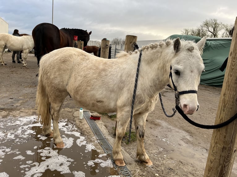 Welsh A (Mountainponny) Valack 5 år 118 cm Grå in Lohfelden