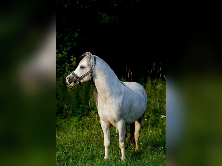 Welsh A (Mountainponny) Valack 5 år 118 cm Grå in Lohfelden