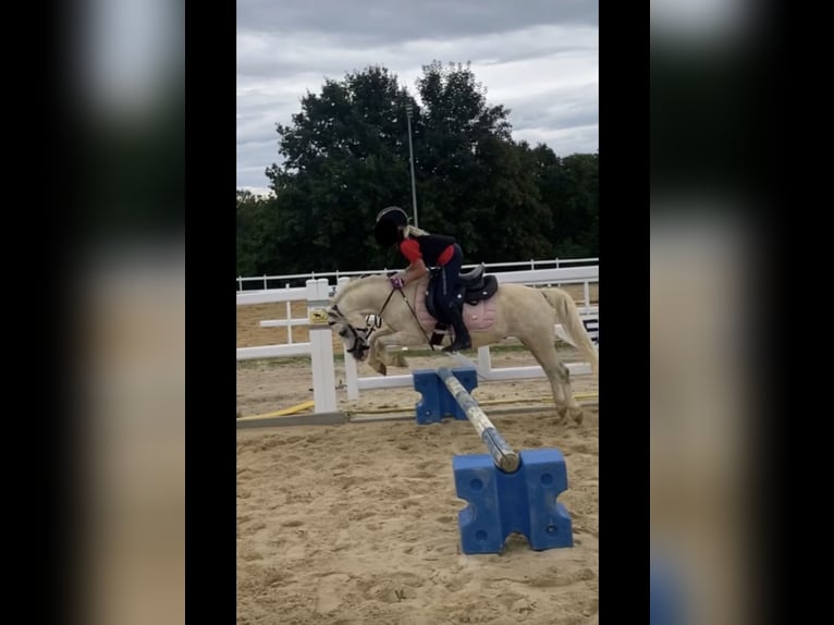 Welsh A (Mountainponny) Valack 5 år 118 cm Grå in Lohfelden