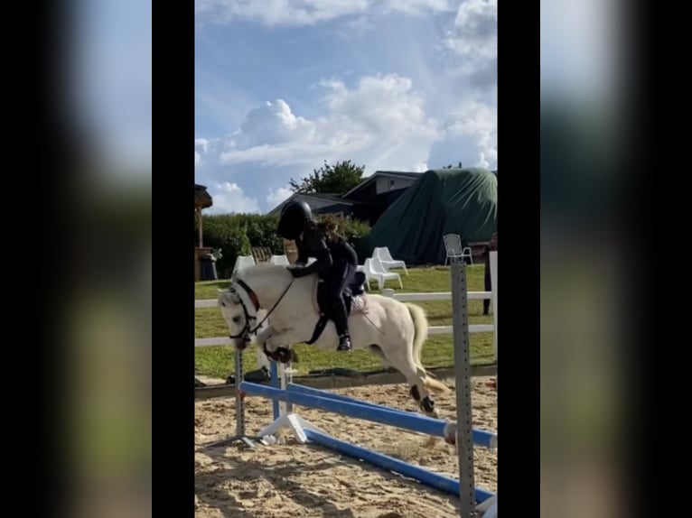 Welsh A (Mountainponny) Valack 5 år 118 cm Grå in Lohfelden