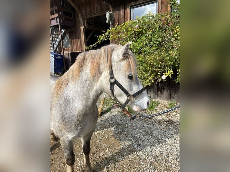 Welsh A (Mountainponny) Valack 5 år 123 cm Grå in Loiching