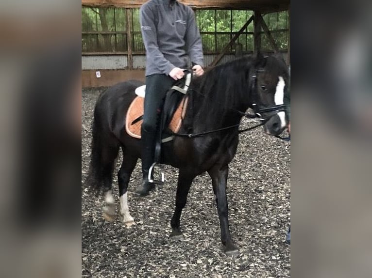 Welsh A (Mountainponny) Valack 5 år 126 cm Svart in Schwanewede