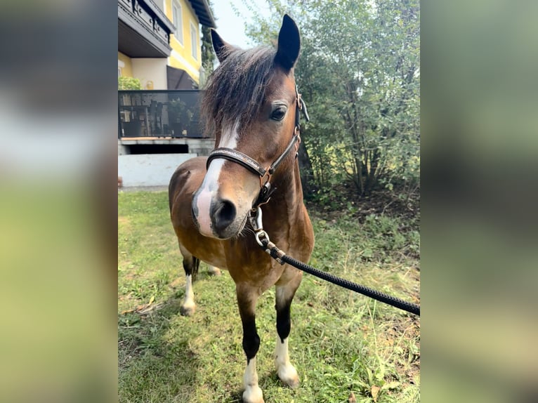 Welsh A (Mountainponny) Valack 6 år 115 cm Brun in Amstetten