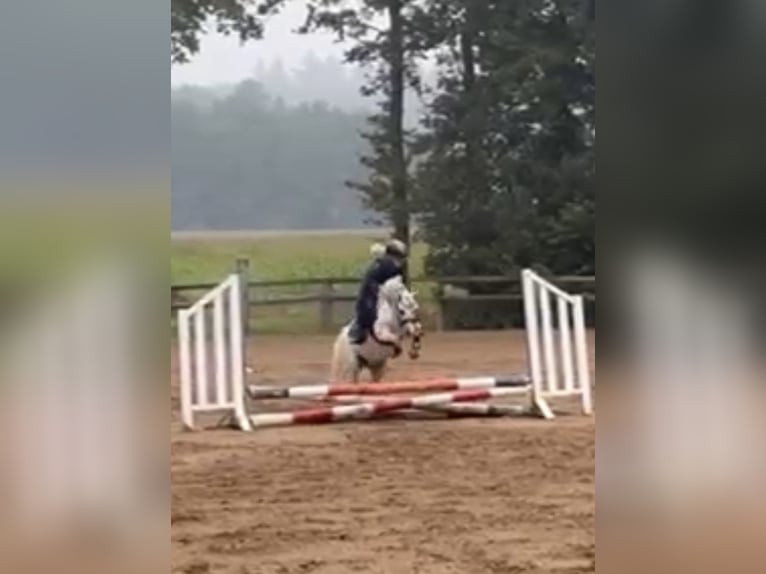 Welsh A (Mountainponny) Valack 6 år 116 cm Grå in Zutphen