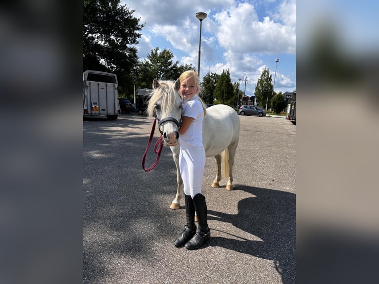 Welsh A (Mountainponny) Valack 6 år 116 cm Grå in Zutphen