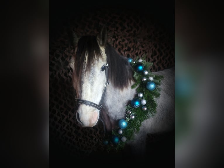 Welsh A (Mountainponny) Blandning Valack 6 år 125 cm Grå in Ahausen