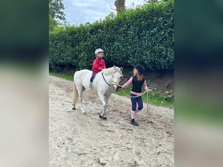 Welsh A (Mountainponny) Valack 6 år 128 cm Grå in Meppen