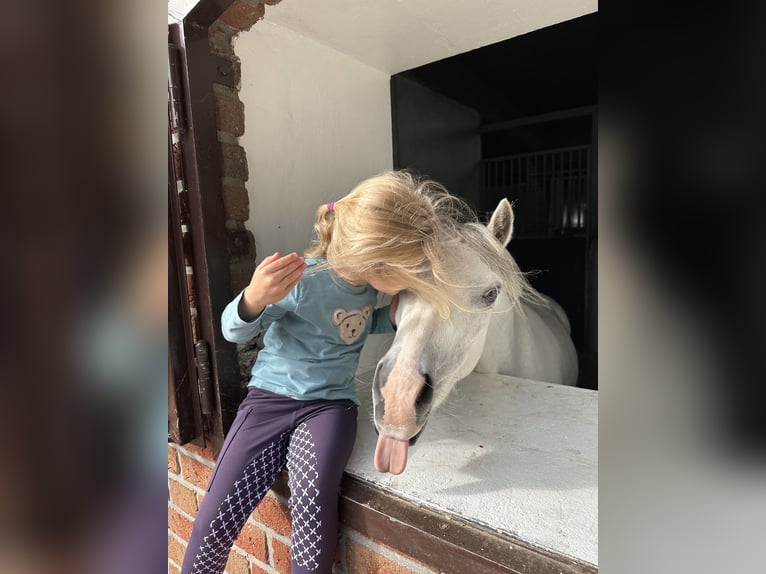 Welsh A (Mountainponny) Valack 6 år 128 cm Grå in Meppen