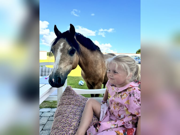 Welsh A (Mountainponny) Valack 7 år 114 cm Gulbrun in Middelfart