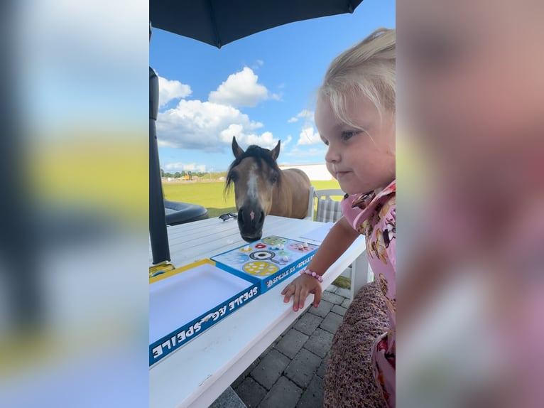 Welsh A (Mountainponny) Valack 7 år 114 cm Gulbrun in Middelfart